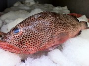 close up strawberry or hinds grouper
